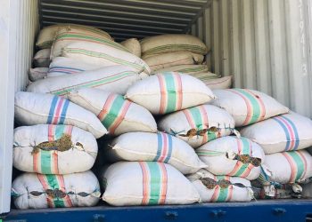 Cottonii Group Exporta Budu Tasi 50 Toneladas ba Indonézia