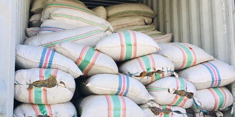 Cottonii Group Exporta Budu Tasi 50 Toneladas ba Indonézia