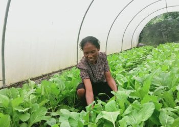 Kada Fulan Grupu Maudiu 2 Hetan Dolar $ 2400, Liuhusi Kuda Modo no Hakiak Ikan.